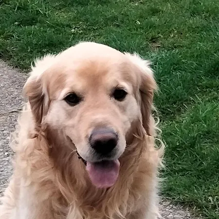 Larkfield House B&b, Ballycasheen Kerry V93 Wd51 3* 킬라니