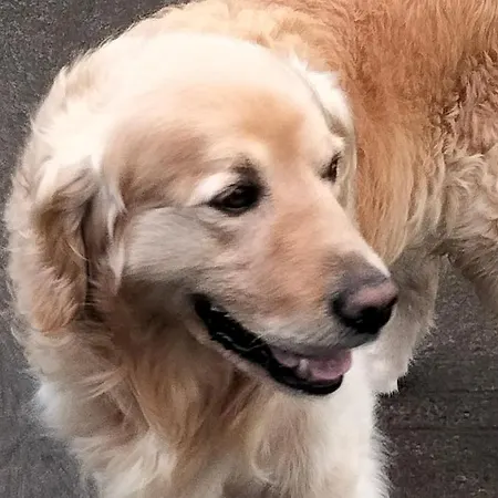 Larkfield House B&b, Ballycasheen Kerry V93 Wd51 B&B 킬라니