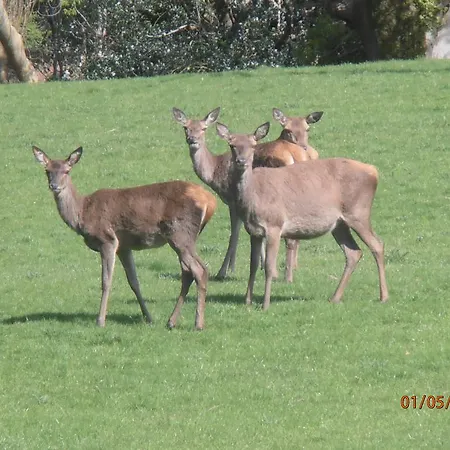 Larkfield House B&b, Ballycasheen Kerry V93 Wd51 킬라니