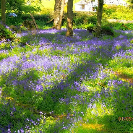 Larkfield House B&b, Ballycasheen Kerry V93 Wd51 3* 基拉尼