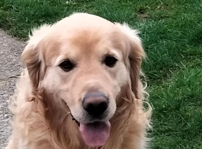 Larkfield House B&b, Ballycasheen Kerry V93 Wd51 3* Killarney