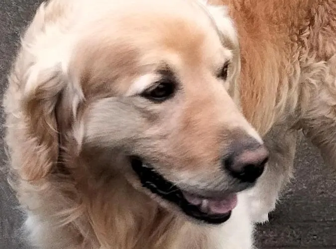 Larkfield House B&b, Ballycasheen Kerry V93 Wd51 Alojamento de Acomodação e Pequeno-almoço Killarney