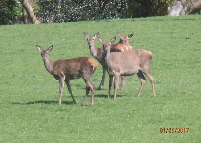 Larkfield House B&b, Ballycasheen Kerry V93 Wd51 Killarney