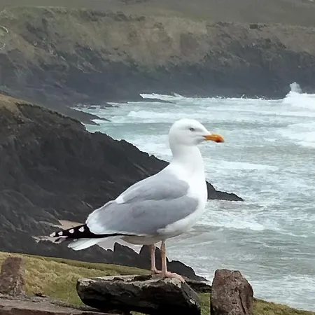 Larkfield House B&b, Ballycasheen Kerry V93 Wd51 فندق مبيت وإفطار كيلارني