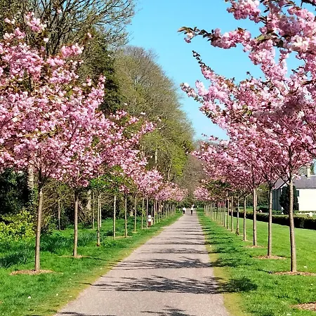 Larkfield House B&b, Ballycasheen Kerry V93 Wd51 كيلارني