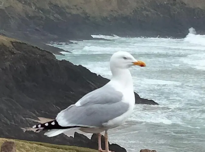 Larkfield House B&b, Ballycasheen Kerry V93 Wd51 לינה וארוחת בוקר קיל איירן